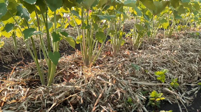 Pourquoi de plus en plus de jardiniers abandonnent le buttage des pommes de terre au printemps Pourquoi de plus en plus de jardiniers abandonnent le buttage des pommes de terre au printemps