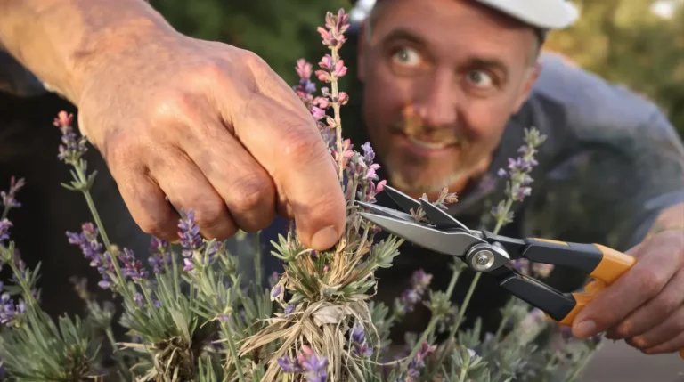 J’ai toujours taillé ma lavande trop bas en mai : en grattant le bois marron, j’ai compris pourquoi J’ai toujours taillé ma lavande trop bas en mai : en grattant le bois marron, j’ai compris pourquoi