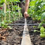 Plantation de tomates : la distance idéale entre les plants pour éviter les erreurs au potager