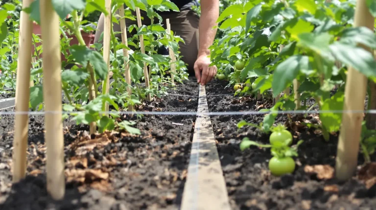 Plantation de tomates : la distance idéale entre les plants pour éviter les erreurs au potager Plantation de tomates : la distance idéale entre les plants pour éviter les erreurs au potager